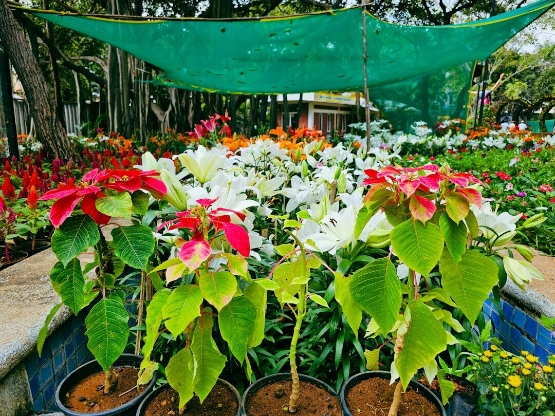 star home garden